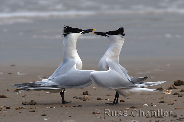 Sandwich Tern © Russ Chantler